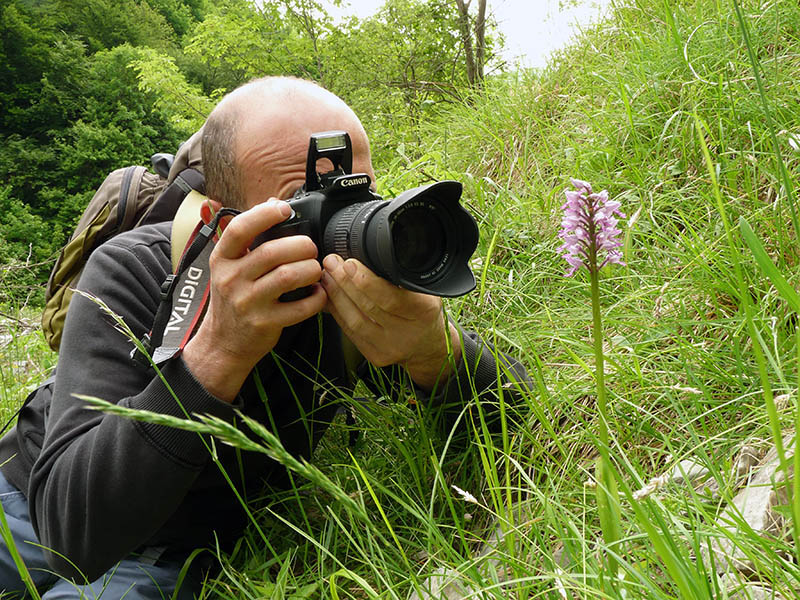 Orchis militaris